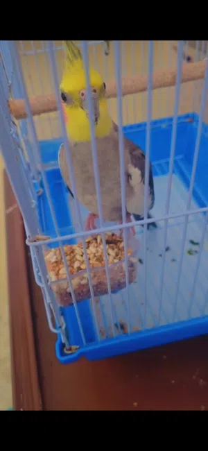 طائر الكوكتيل اليف جدا