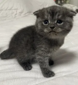 قطوه  جميله جدا لعوبه