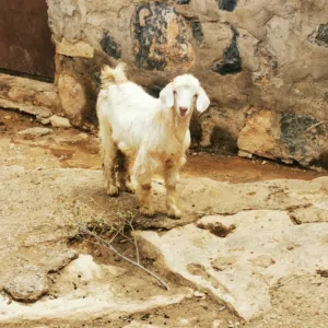 صخل مال تربية