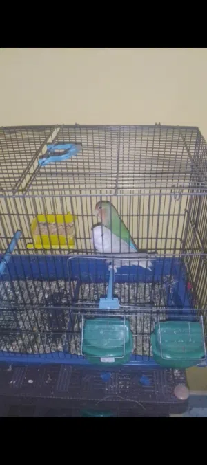 كوبيه بركديلو منتجه صحه ونضافه ربي يبارك