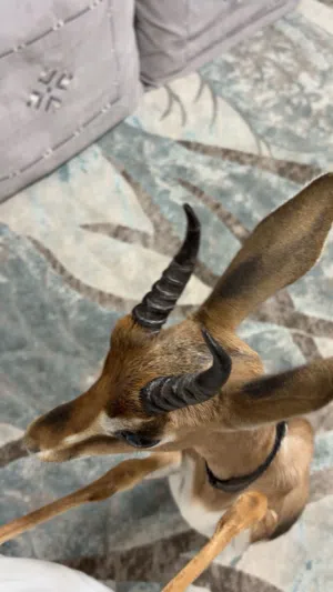 البيع غزال داماني عماني أليف