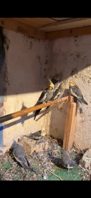 طيور للبيع