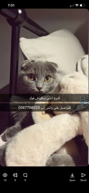 سكوتش فولد