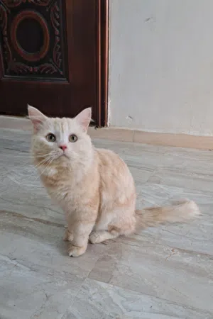 قط شيرازي للبيع