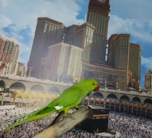 ببغاء دره هندي ذكر بدايه طوق بصحة ممتازة