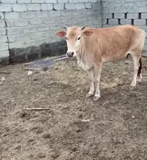 بقره وثور للبيع ولايه صور