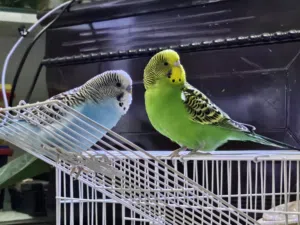 Budgies For Sale