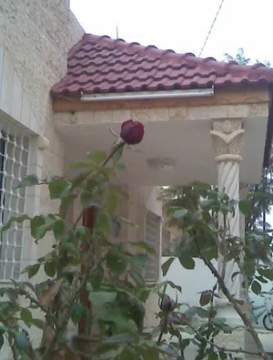 237 m2 More than 6 bedrooms Townhouse for Sale in Mafraq Hay Al-Zohoor