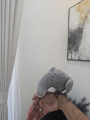 كاسكو متكلم