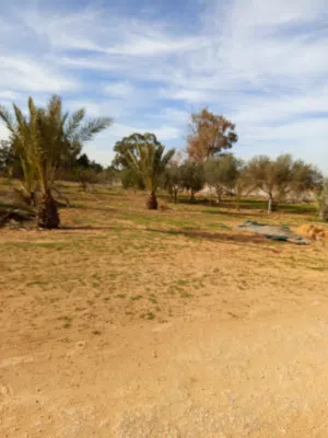 Residential Land for Sale in Tripoli Wadi Al-Rabi