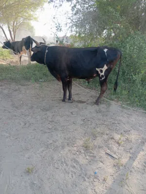 عجل رباعي للبيع 700