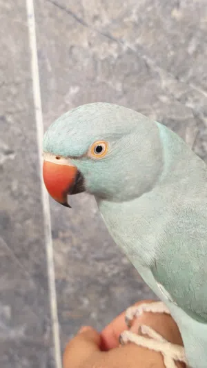 للبيع انثى الدره باللون الأزرق اليفه وما تعض و تغرد ( شوف الوصف )