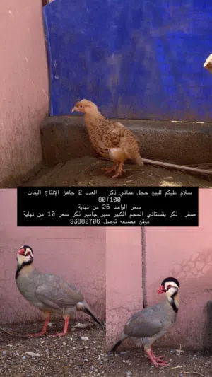 حجل عماني صفر بقستاني