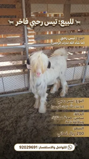 اموره طيبه