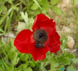 عبد الرحمن أبو سفاقة 