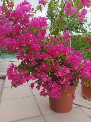 Expat Leaving are selling so many beautiful, green and healthy plants!