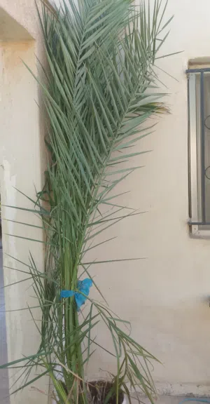 شجرة نخيل تمر