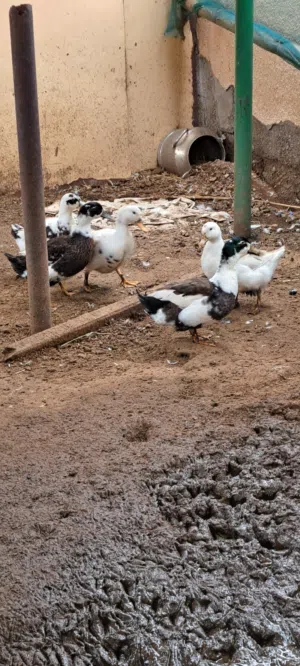 بط عماني منتج