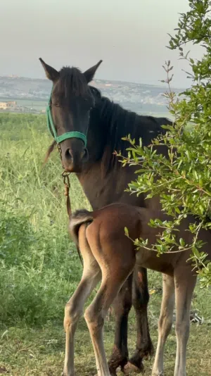 خيل عربي  اصيل