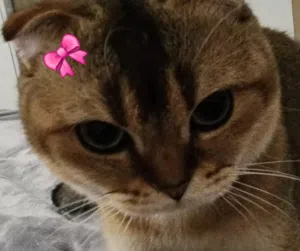 Scottish fold fold for sale (brown)