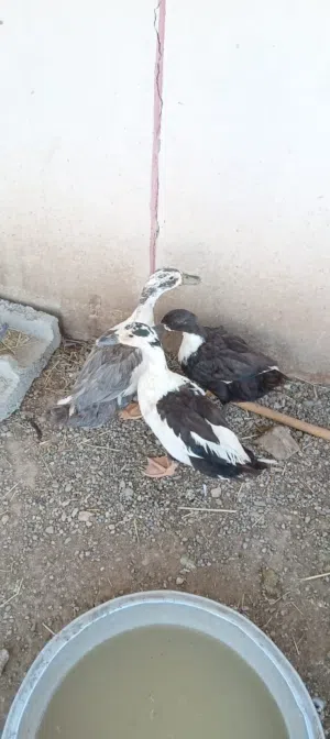 بط عماني ،،بط مصري مسكوفي