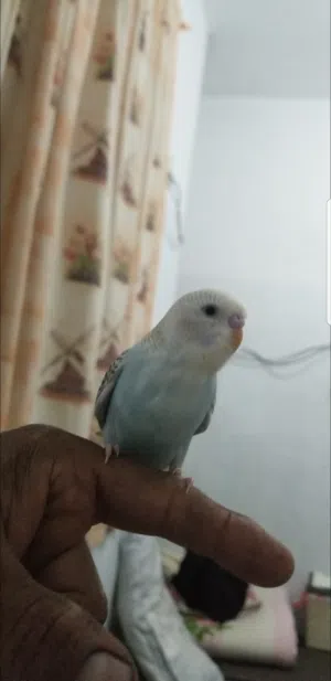 طيور بادجي اليفه جدا سعر الطير الواحد 7الف ريال