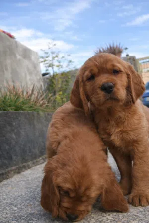 جولدن ريتريفر بريطاني آصلي  Golden عرض خاص retriever pure اعلى مستوى في الشرق الاوسط