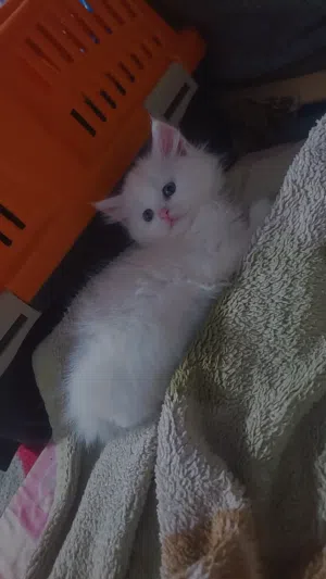 قطط شيرازي صغيره للبيع