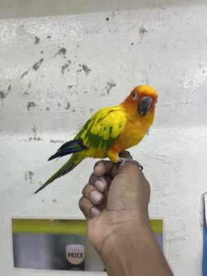 Sun conure