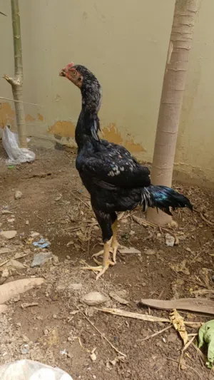 ديك باكستاني اصل للبيع