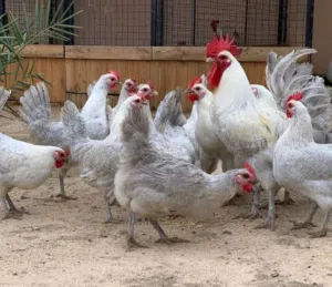 صوص فيومي الامنيوم