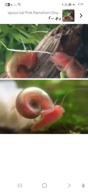 للبيع حلزونيات