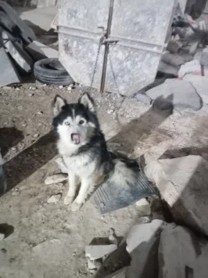 كلب هاسكي  للبيع