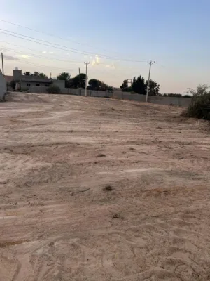 عرض ارض موسي كوسه كزيوني