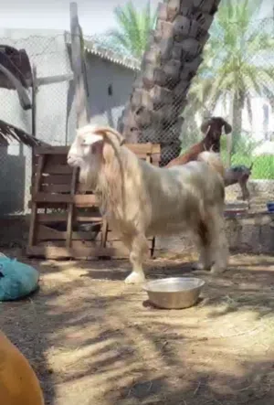 هذا تيس للبيع رحبي  وبعد شيء ارانب للبيع