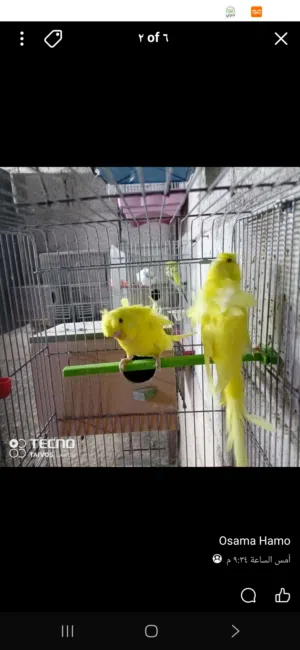 مطلوب طيرة هوقو رومو شغاله مع قفص وكوخ