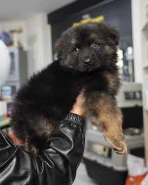 جـــــــــرو جــــــــيرمن عباره عن قنبله جرو يتمتع ببنية قوية وذكاء عالٍ، مناسب جدًا للحراسة و