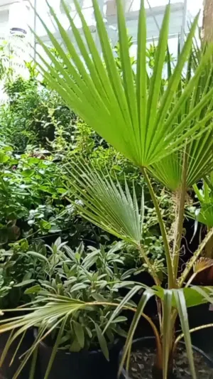 Plant House Kuwait.