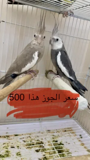 طيور كروان العدد خمسه الموقع القويعية