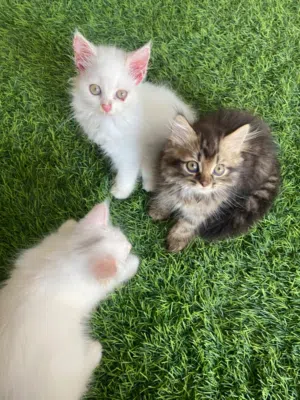 قطط شيرازية صغيره للبيع