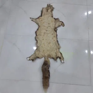 جلود ثعالب طبيعيه لون نادر