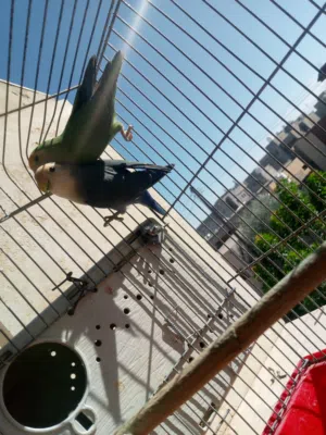 عصافير الروز