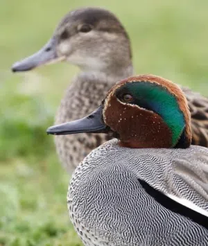 زوج بط الحذاف الجميل