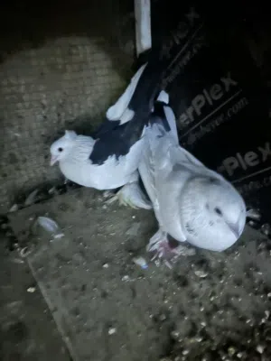 دشش زينه زوج للبيع ب5