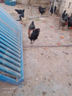 بيض بلدي للبيع  مخصب للفقاسات والاكل