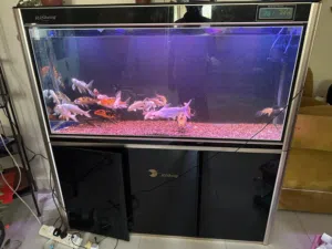 For sale  Tank size 150,70,40 tank and fish canister Bd100