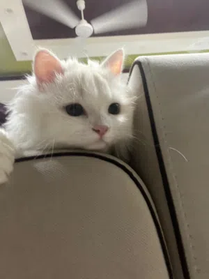 Cat for meeting (male) (ذكر)لتزاوج
