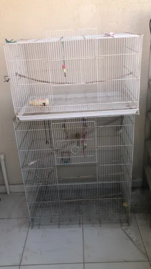 2 birds cage