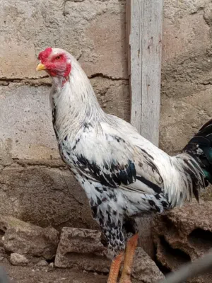 ديك باكستاني فارسي