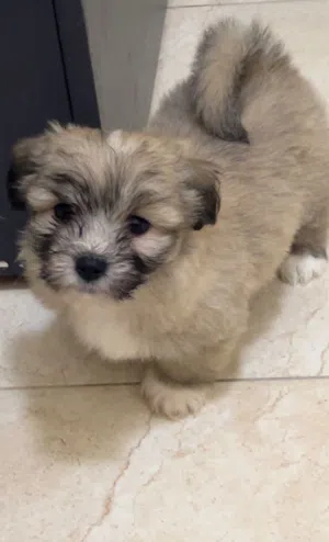 جرو فرنش تيرير للبيع العمر شهرين